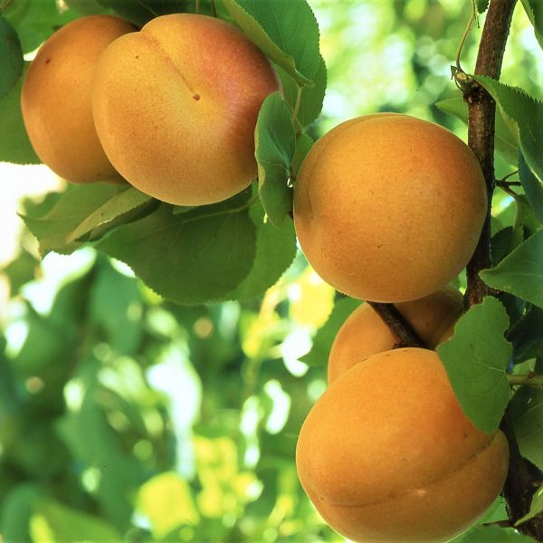 Golden Sweet Apricot