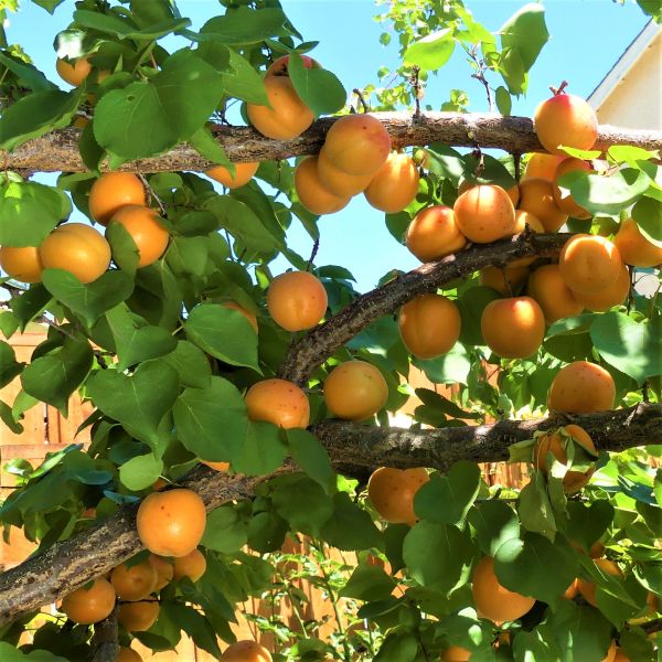 Golden Sweet Apricot - Image 4