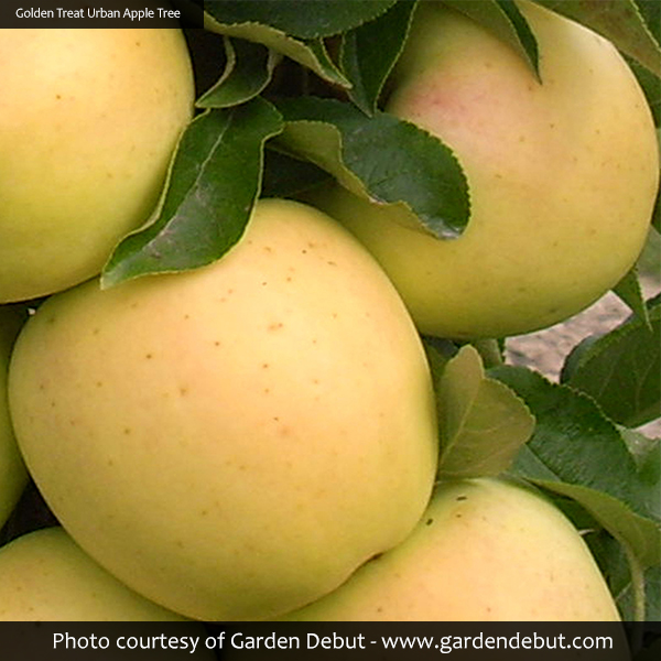 Blushing Delight™ & Golden Treat™ Columnar Urban® Apple Trees Combo - Image 3
