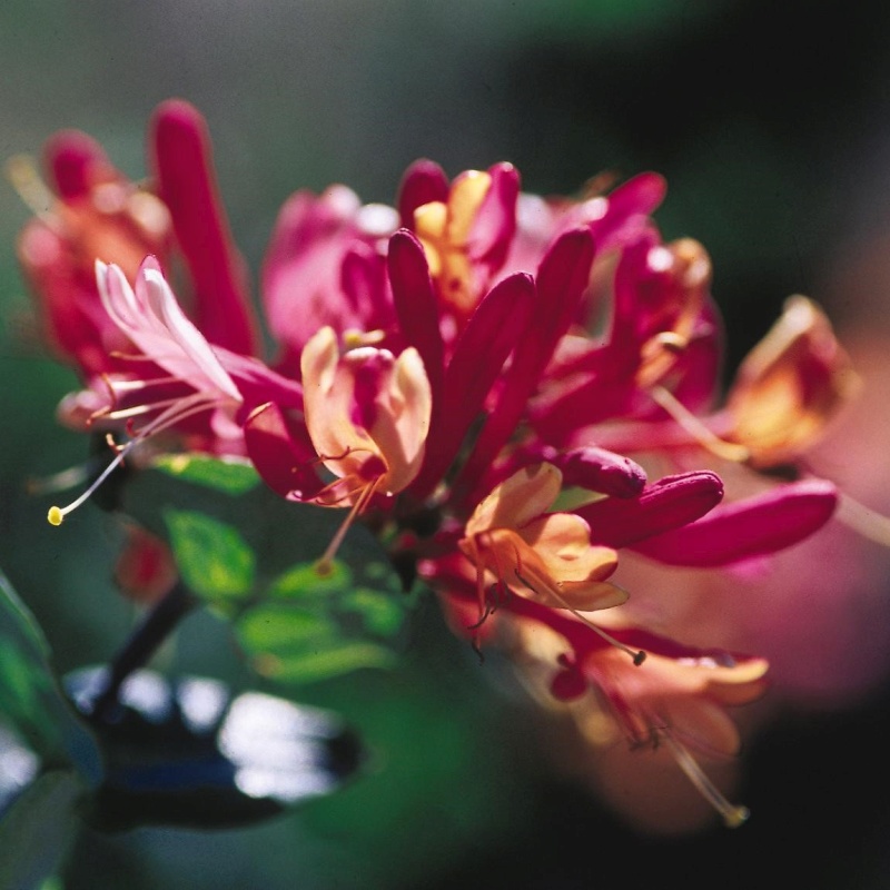 Goldflame Honeysuckle - Image 4