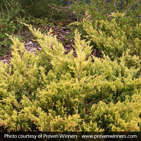 Good Vibrations® Juniper - Image 5