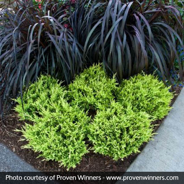 Good Vibrations® Juniper - Image 4