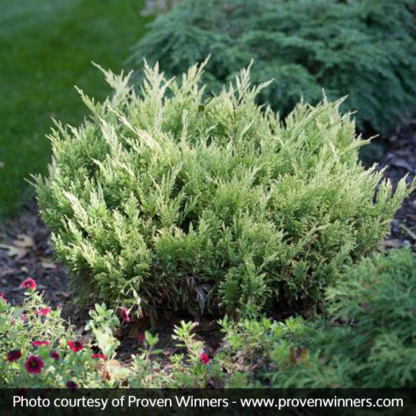 Good Vibrations® Juniper - Image 3