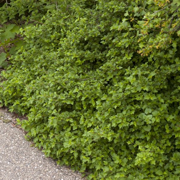 Green Mound Alpine Currant