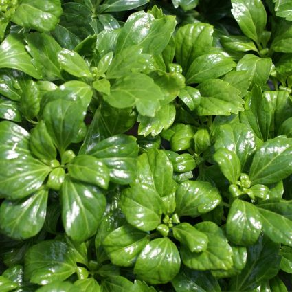 Green Sheen Japanese Spurge - Image 3