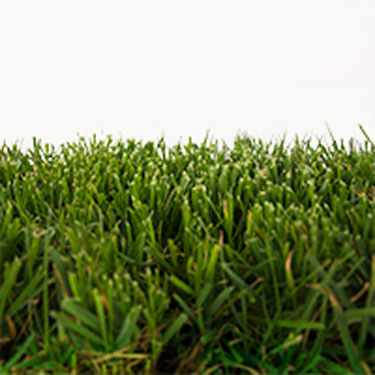 Greenspan Fescue Grass Plugs - Image 3