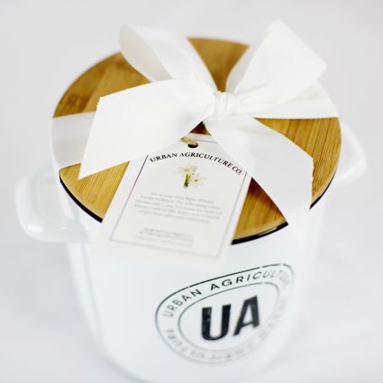 Grow your own Paperwhite Narcissus - Image 3