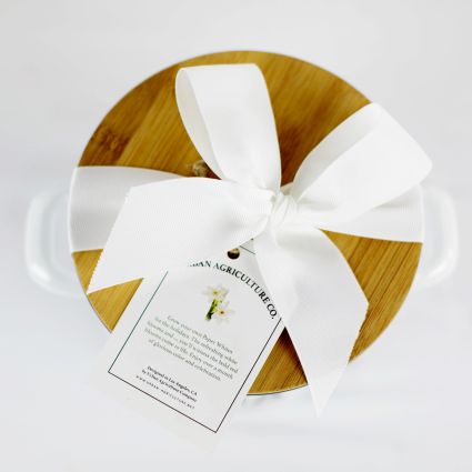 Grow your own Paperwhite Narcissus - Image 4