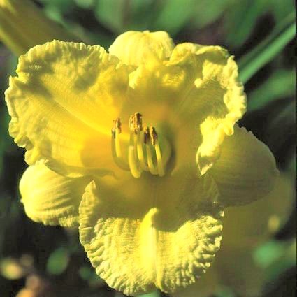Happy Returns Daylily - Image 4