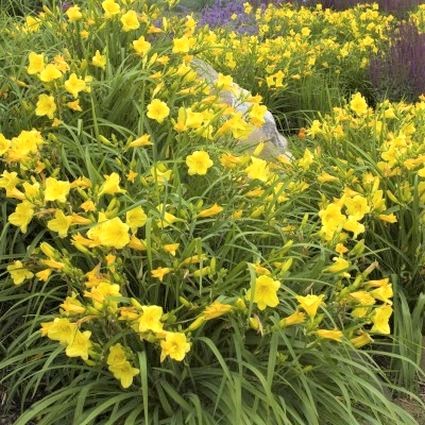 Happy Returns Daylily - Image 2