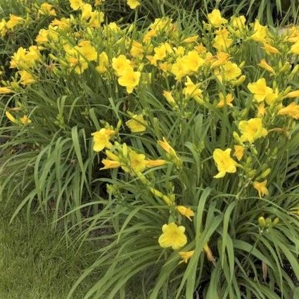 Happy Returns Daylily - Image 5