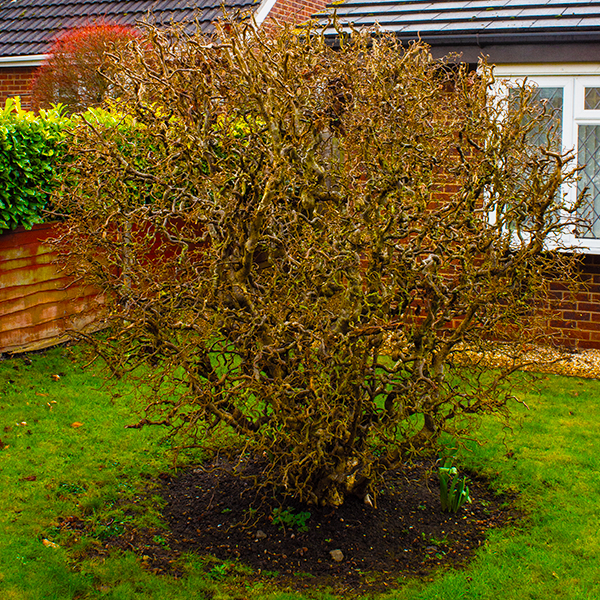 Harry Lauder's Walking Stick - Image 4