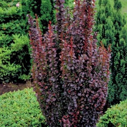 Helmond Pillar Barberry - Image 3