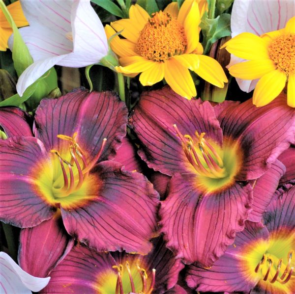 Little Grapette Daylily - Image 5