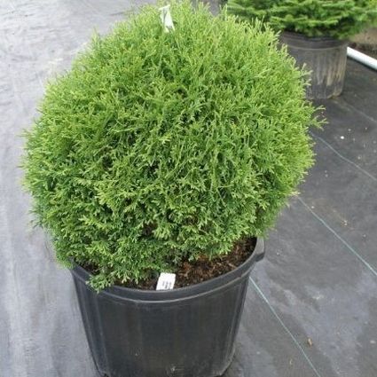 Hetz Midget Arborvitae - Image 3