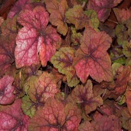 Heucherella Stoplight - Image 3
