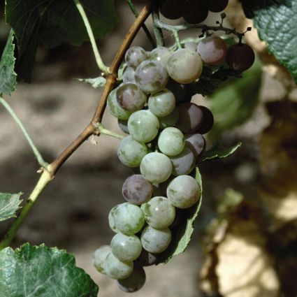 Himrod Grape