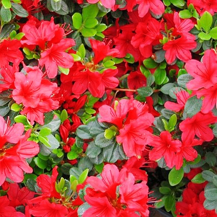 Hino Crimson Kurume Azalea - Image 3