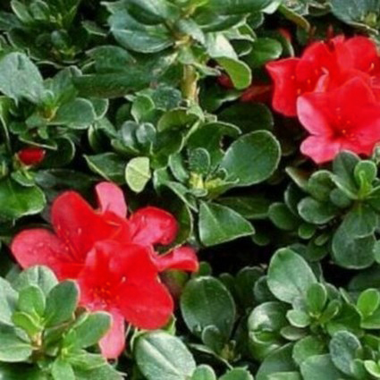 Hino Crimson Kurume Azalea - Image 4