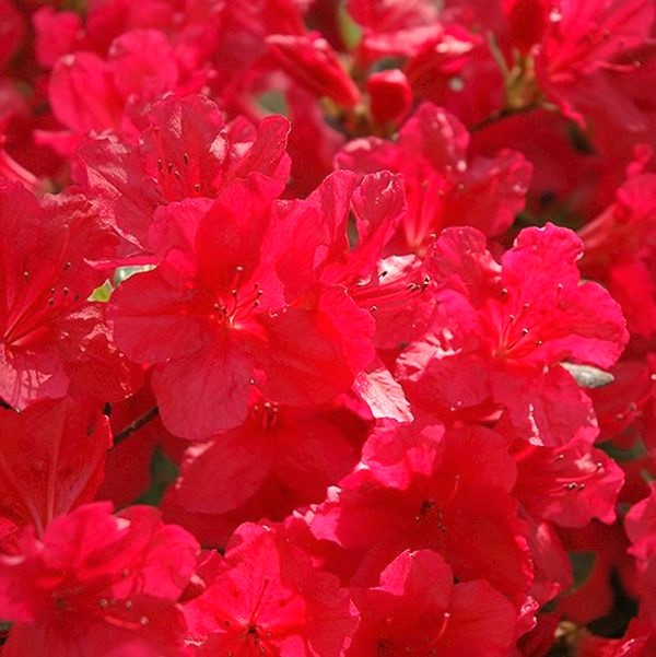 Hino Crimson Kurume Azalea - Image 5