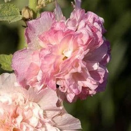 Peaches n Dreams Hollyhock - Image 3