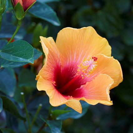 Hollywood™ Hibiscus Social Butterfly™