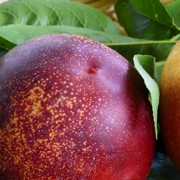Honey Kist® Nectarine Tree
