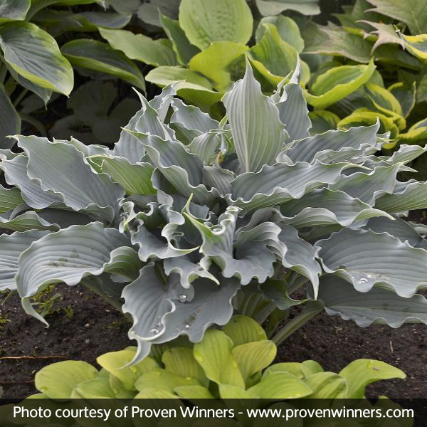 Hosta Waterslide - Image 3