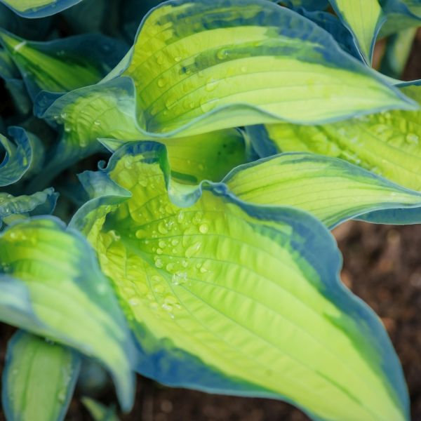 Hosta Great Expectations - Image 3