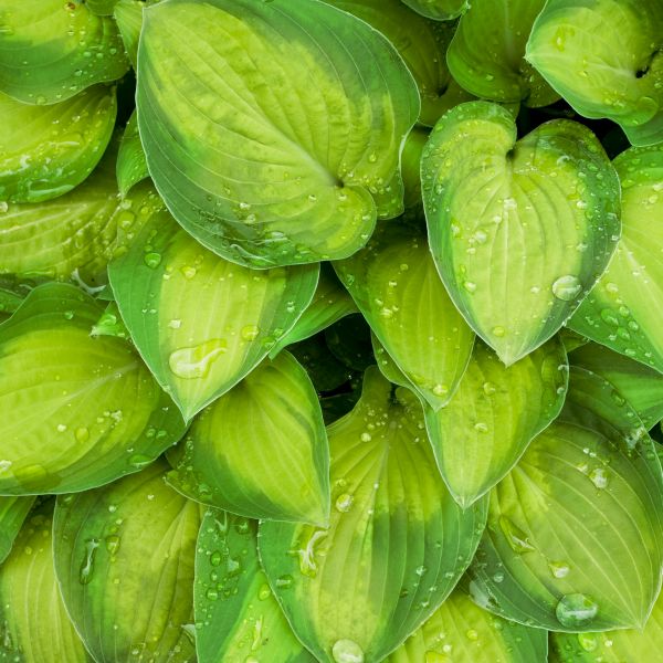 Hosta Journey's End - Image 3