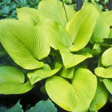 Key West Hosta - Image 3