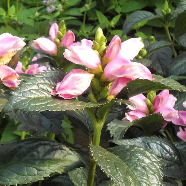 Hot Lips Turtlehead - Image 3