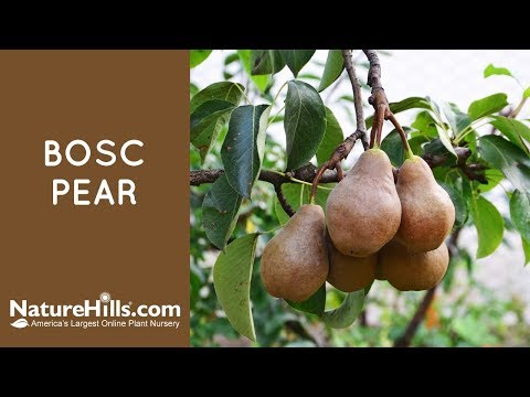 Bosc Pear - Image 5
