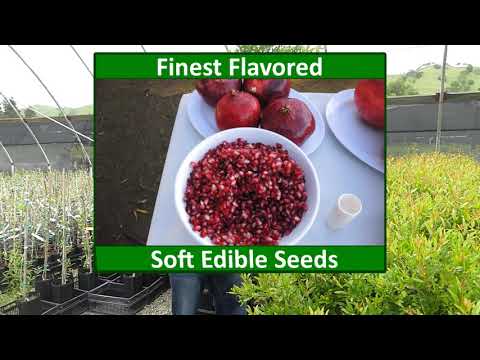 Wonderful Pomegranate - Image 4