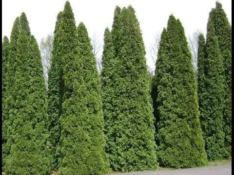 Leyland Cypress - Image 5