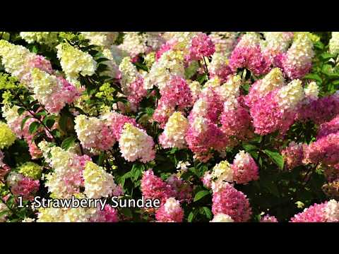 Little Quick Fire® Hydrangea - Image 2