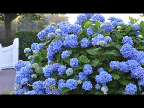The Original Endless Summer Hydrangea - Image 5