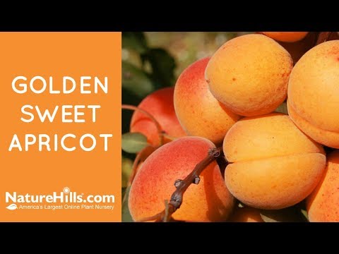 Golden Sweet Apricot - Image 5