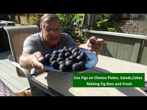 Violette de Bordeaux Fig Tree - Image 4