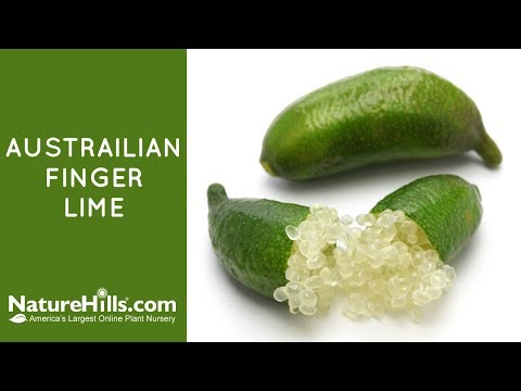 Australian Finger Lime - Image 5