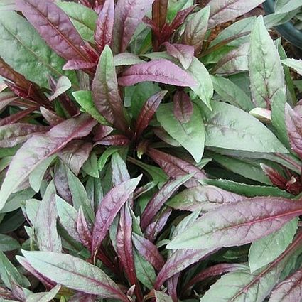 Husker Red Penstemon - Image 5