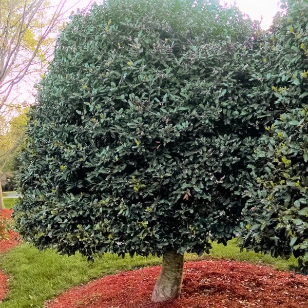 American Holly - Tree Form - Image 3