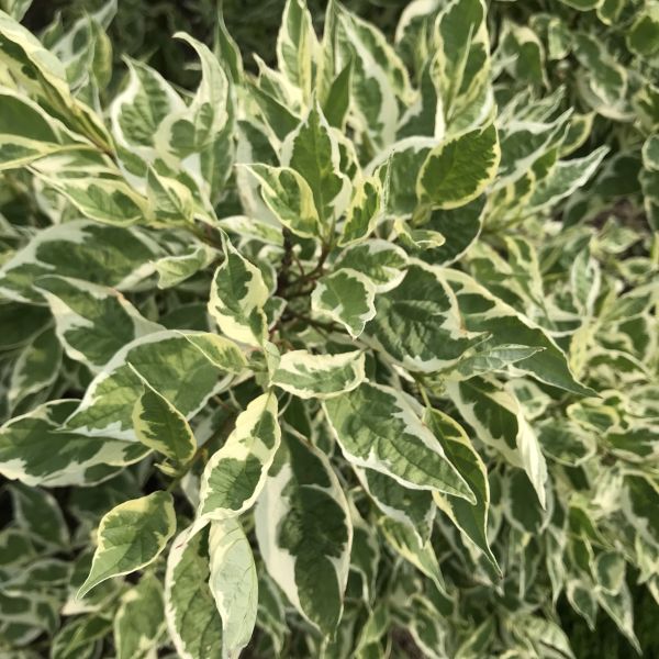 Ivory Halo Dogwood - Image 5