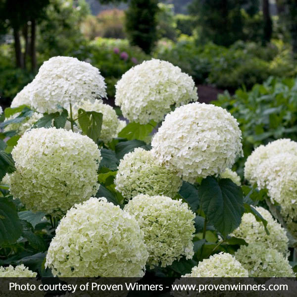 Incrediball® Hydrangea - Image 5