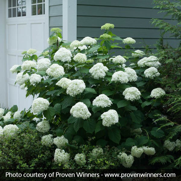 Incrediball® Hydrangea