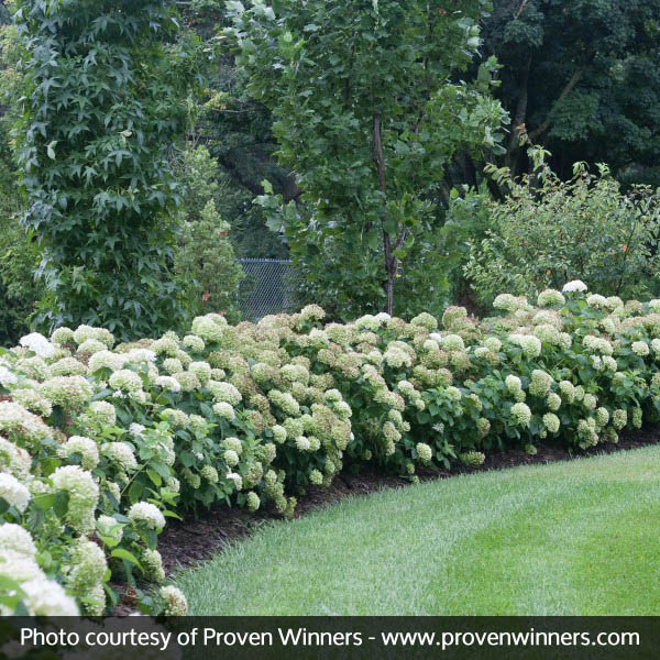 Incrediball® Hydrangea - Image 3