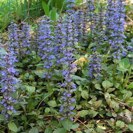Catlin's Giant Ajuga - Image 4