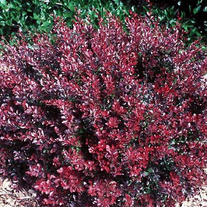 Intermedia Barberry
