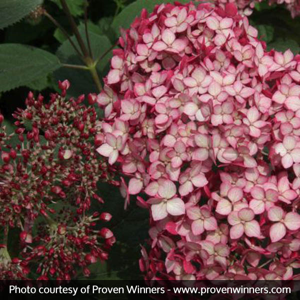Invincibelle® Ruby Hydrangea - Image 4