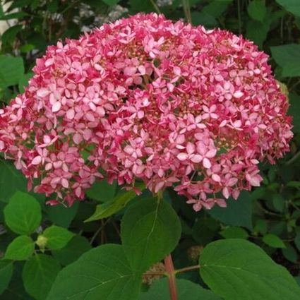Invincibelle® Ruby Hydrangea - Image 2